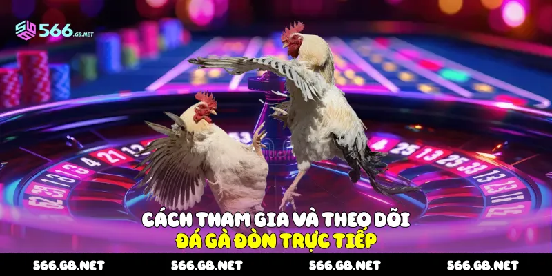 Cách tham gia và theo dõi Đá gà đòn trực tiếp