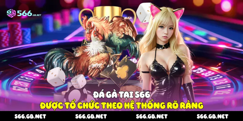 Đá gà tại 566 được tổ chức theo hệ thống rõ ràng