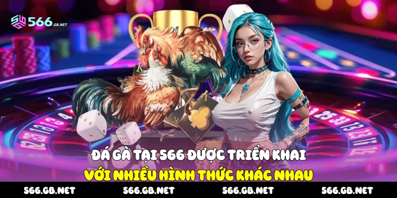 Đá gà tại 566 được triển khai với nhiều hình thức khác nhau 